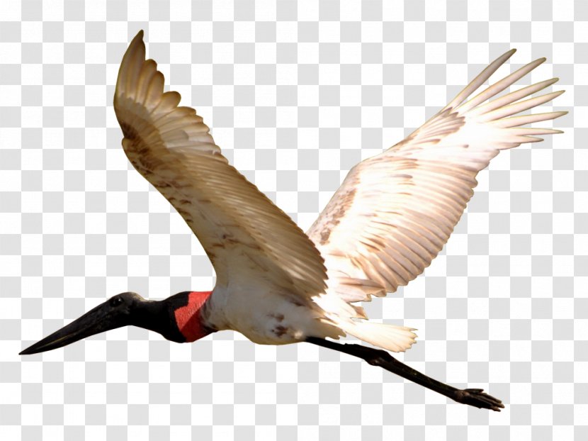 Bird Jabiru Pantanal Beak Wing - Water Transparent PNG