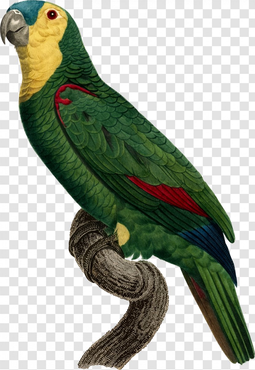 Parrot Bird Macaw Perroquet - Parrots Transparent PNG