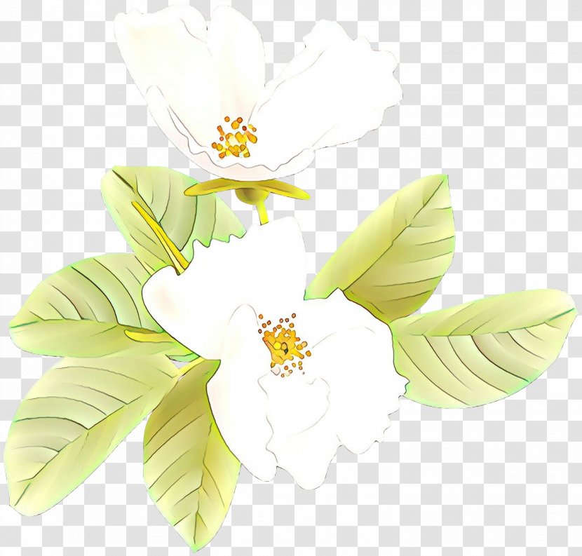 White Flower Petal Plant Yellow - Leaf - Magnolia Cut Flowers Transparent PNG