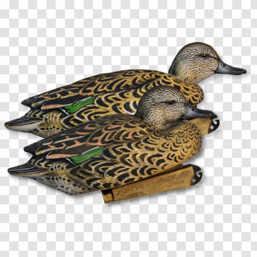 Mallard Duck Eurasian Teal Hunting Bird - Tree Transparent PNG