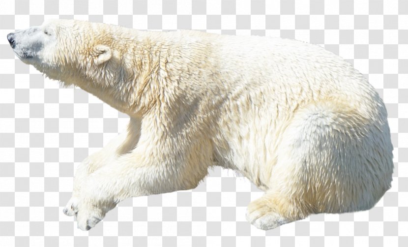 Polar Bear Clip Art - Display Resolution Transparent PNG