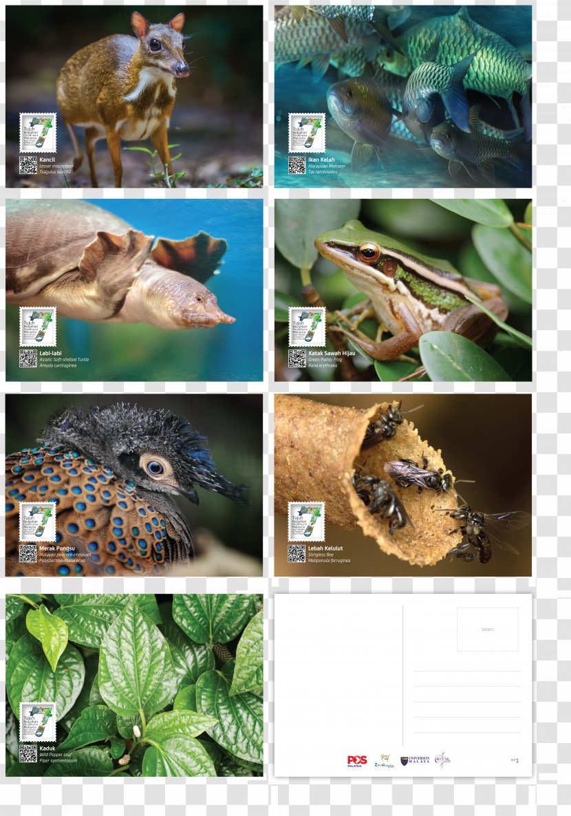 Wildlife Fauna Ecosystem Reptile Transparent PNG