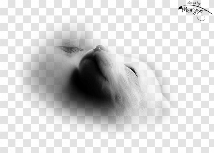 Dog Puppy Whiskers Snout Canidae - Pet - Beautiful Love Transparent PNG