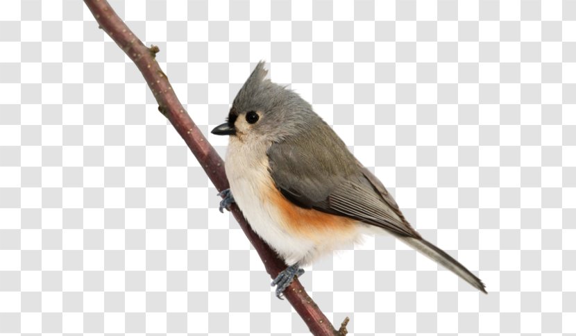 Cute Birds Common Nightingale - Rgb Color Model - Bird Transparent PNG