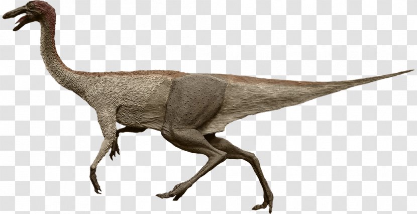 Gallimimus Moab Giants Velociraptor Common Ostrich - Late Cretaceous Transparent PNG
