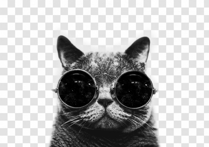 Cat Desktop Wallpaper Kitten Drawing - Eyewear - Hipster Transparent PNG