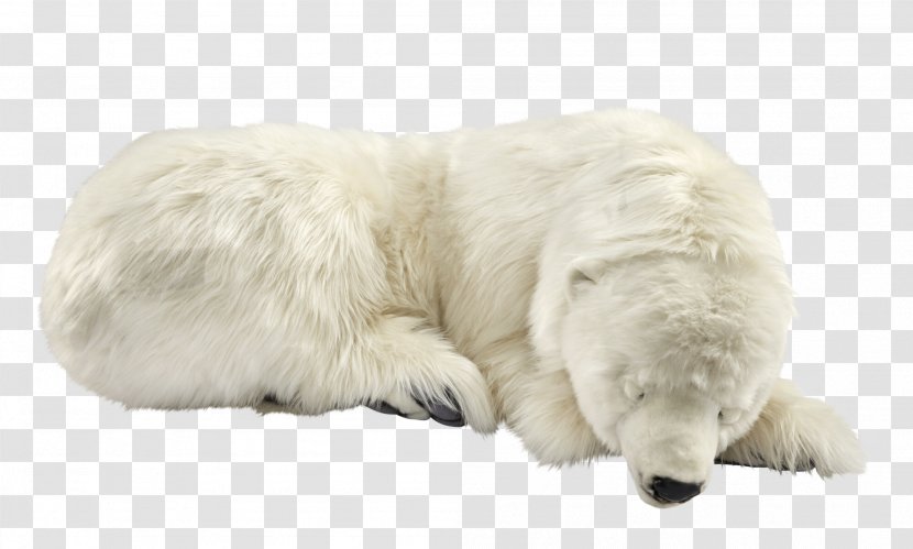 Polar Bear Great Pyrenees Polish Tatra Sheepdog Kuvasz - Canidae Transparent PNG