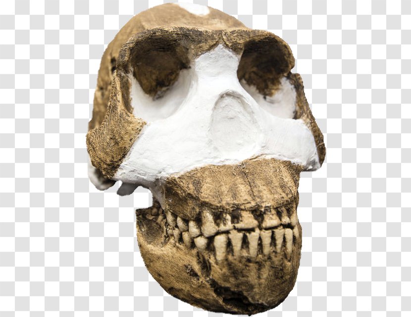 Homo Naledi Sapiens Büyük Insansı Maymunlar Hominina Human Evolution - Jaw - Science Transparent PNG