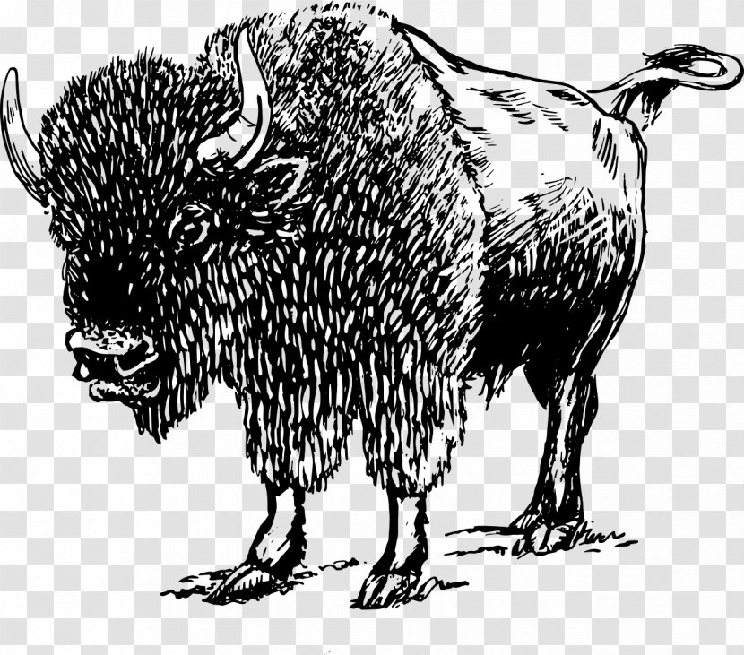 American Bison Drawing Clip Art - Line Transparent PNG