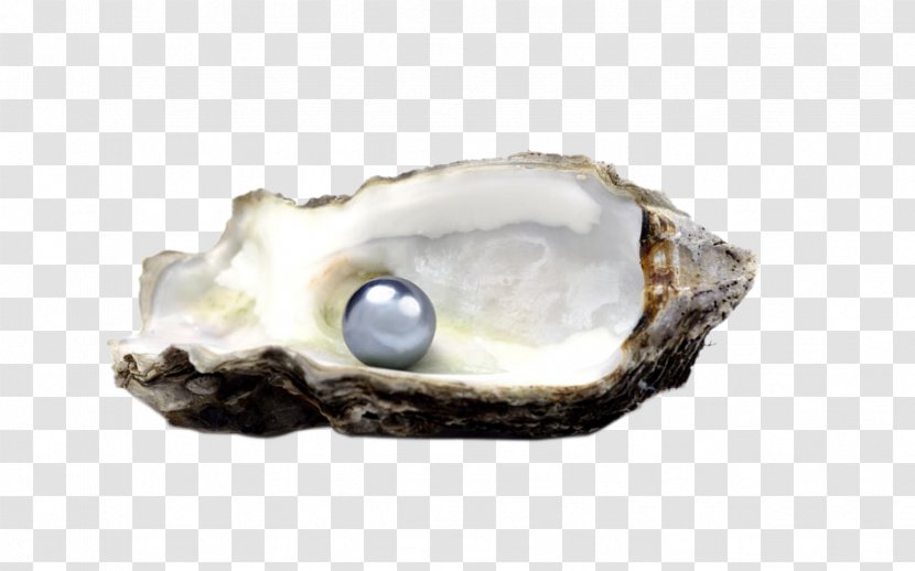 Oyster Tahitian Pearl Seashell Pinctada - Istock - Shell Transparent PNG