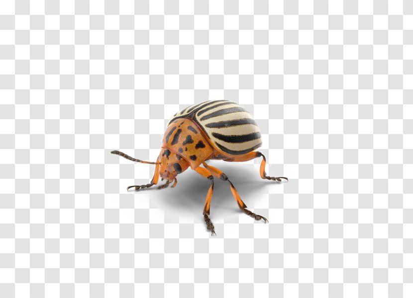 Beetle Weevil Transparency Image - Ladybird Transparent PNG