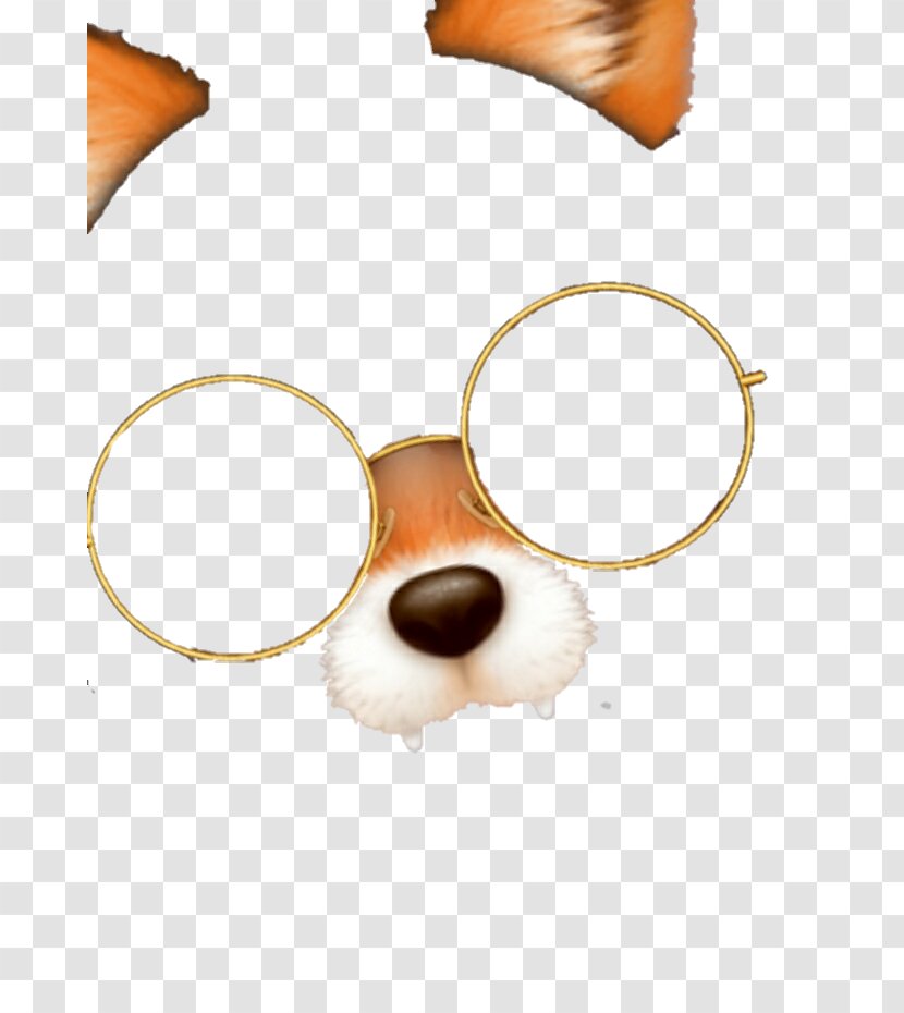 Snout Fox - Eye Transparent PNG