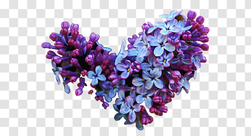Cut Flowers Common Lilac Lavender - Violet Transparent PNG