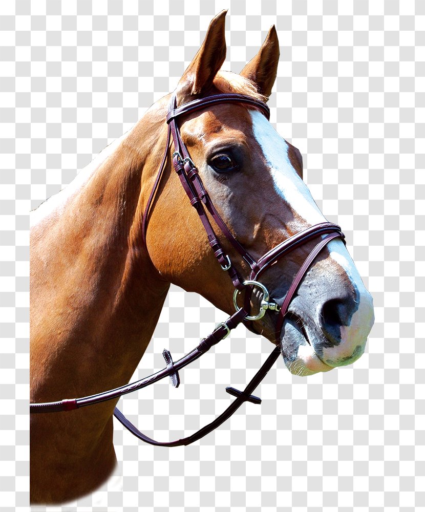 Halter Horse Filet Equestrian Noseband - Stallion Transparent PNG
