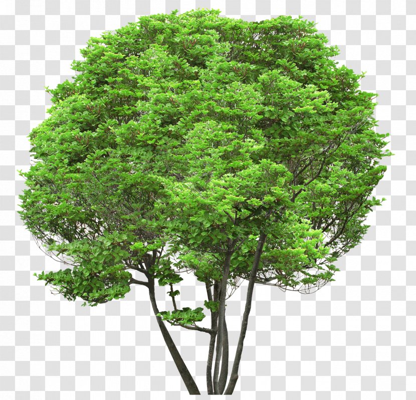 Hardwood Tree Lumber Softwood - Branch Transparent PNG
