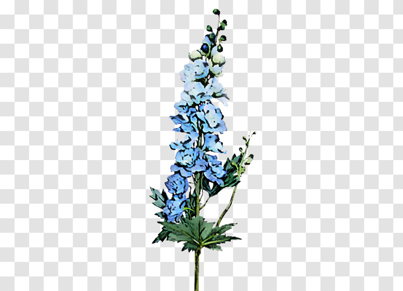 Flower Plant Delphinium Hyssopus Monkshood Transparent PNG