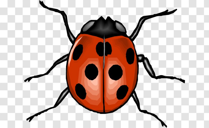 Beetle Clip Art Seven-spot Ladybird Animal Image - Snout Transparent PNG