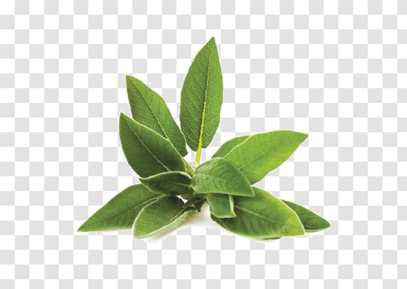 Pianta Aromatica Grass Herb Essential Oil - Flavor - Salvia Fresca Transparent PNG