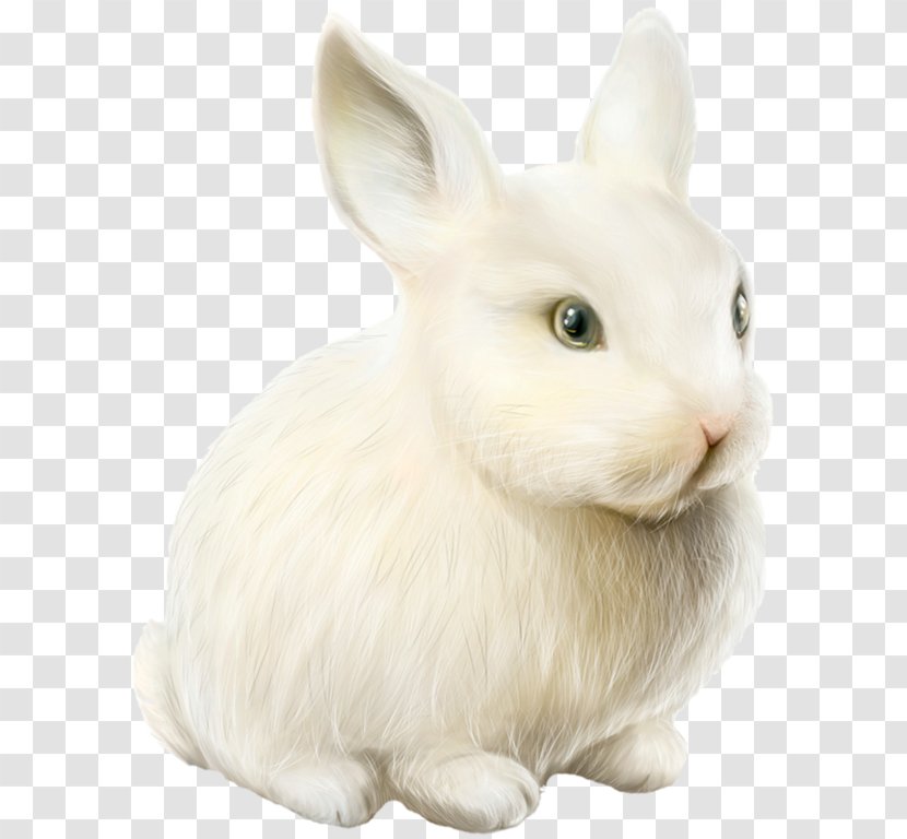 Domestic Rabbit Easter Bunny Hare - Blog Transparent PNG