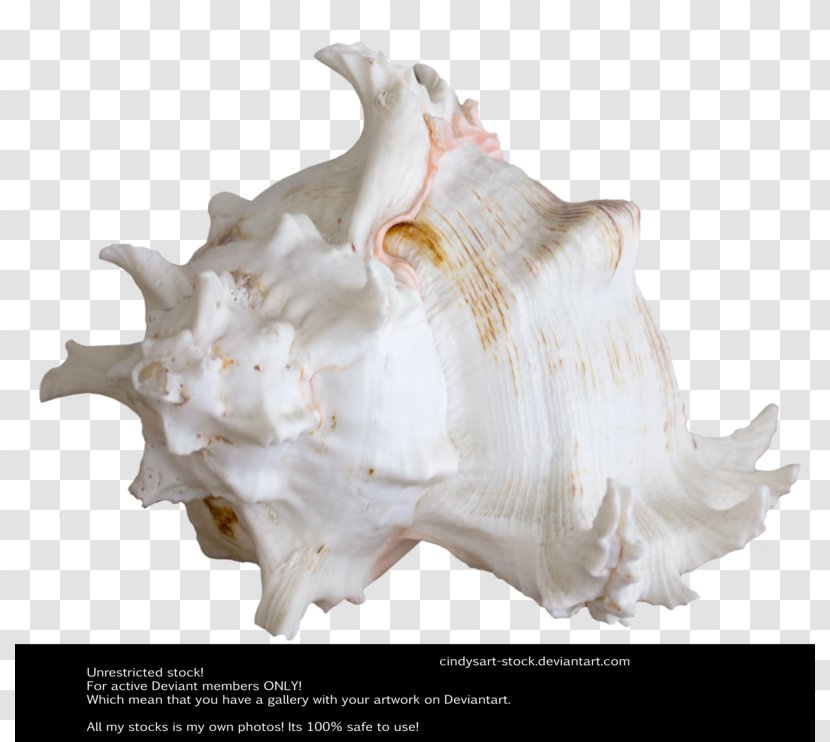 Seashell Art AutoCAD DXF - Deviantart - Shellfish Shell Transparent PNG