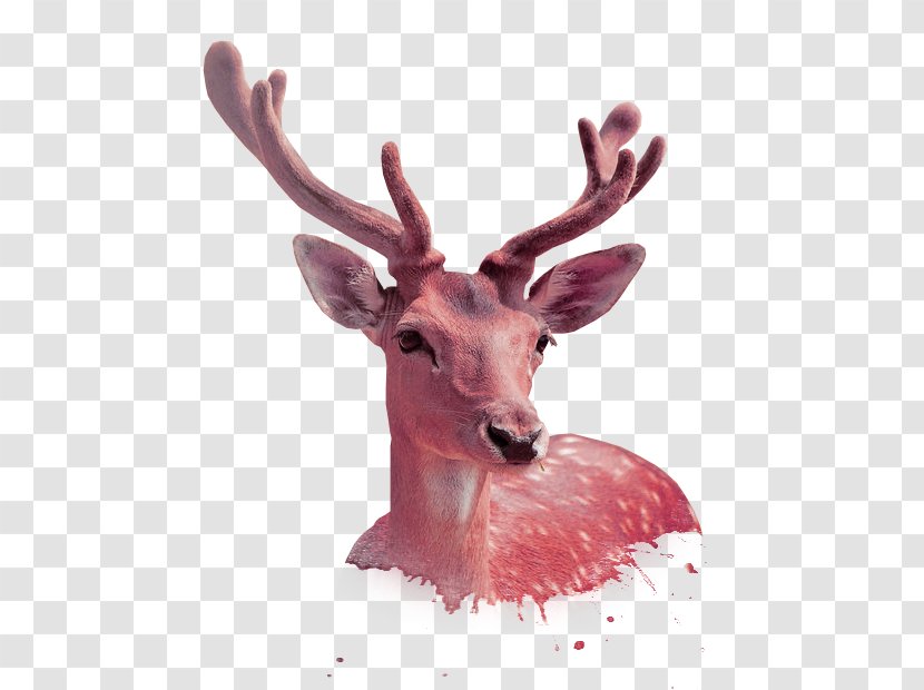 Sika Deer Download Antler - Reindeer - Red Transparent PNG