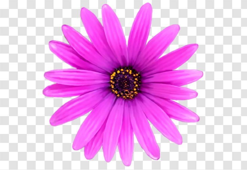 Flower Pink Clip Art - Violet - Background Transparent PNG