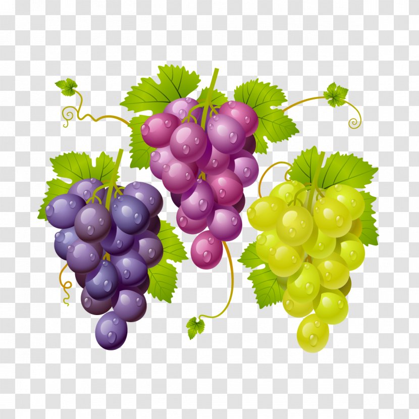 Vector Grapes - Flowering Plant - Kyoho Transparent PNG