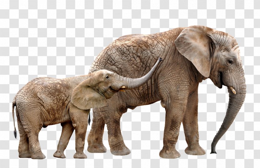 African Elephant Giraffe American Bison Antelope - Organism Transparent PNG