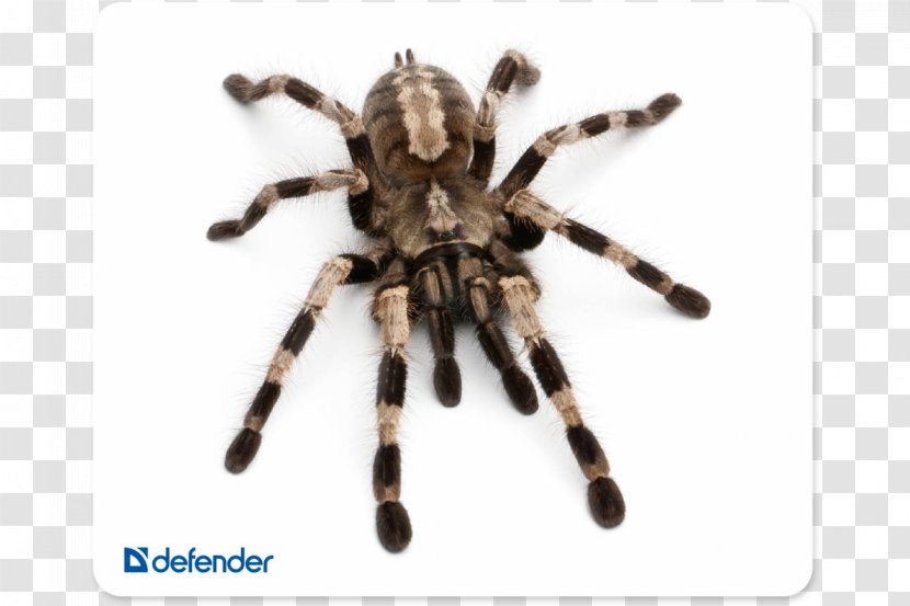 Spider Poecilotheria Regalis Metallica Pet Miranda - Tarantula - Silk Decoration Transparent PNG