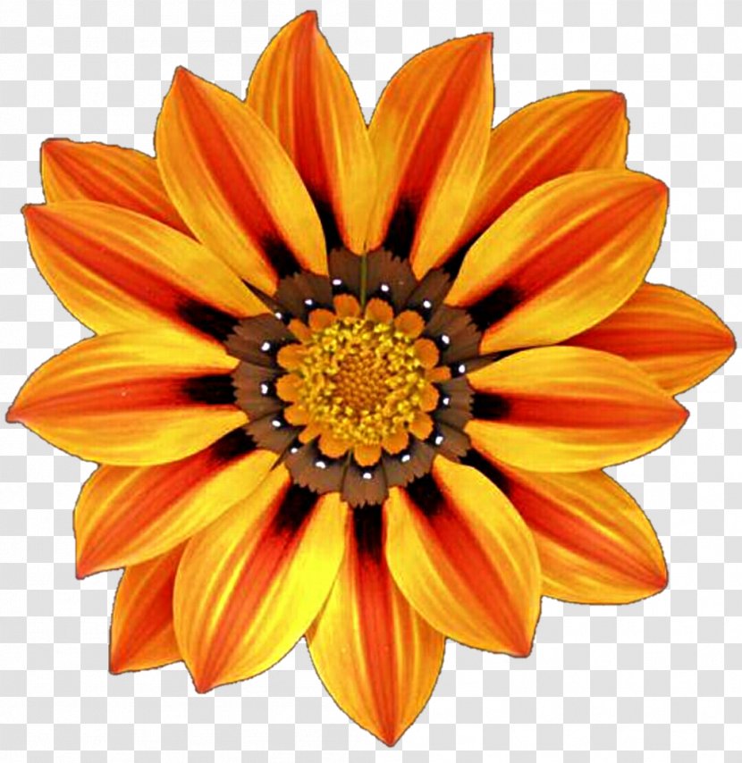 Blanket Flowers Gazania Desktop Wallpaper Garden - Cut Transparent PNG