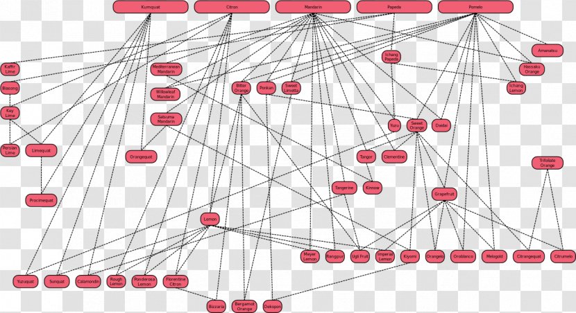 Family Tree Citrus Genealogy Chart - Frame Transparent PNG