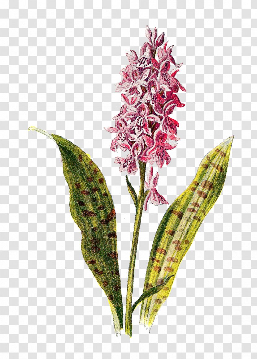 Flower Orchids Botany Flora - Wildflower Transparent PNG
