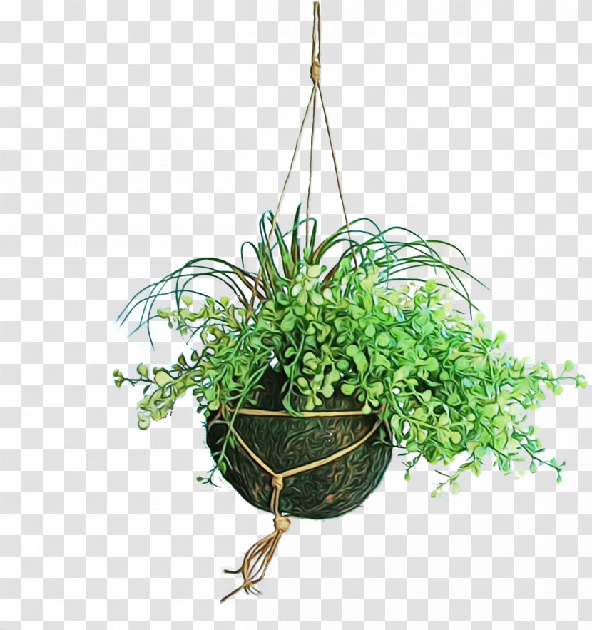 Flowerpot Plant Grass Flower Houseplant Transparent PNG