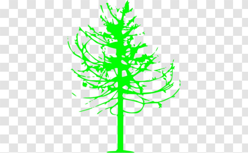 Pine Leaf Plant Stem Line Clip Art - Conifer Transparent PNG