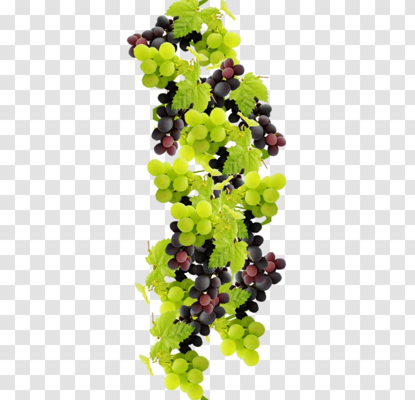 Grape Wine Food Juice Fruit - Vitis Transparent PNG