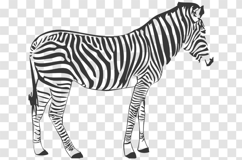 Wall Decal Quagga Zebra Horse - Mammal Transparent PNG