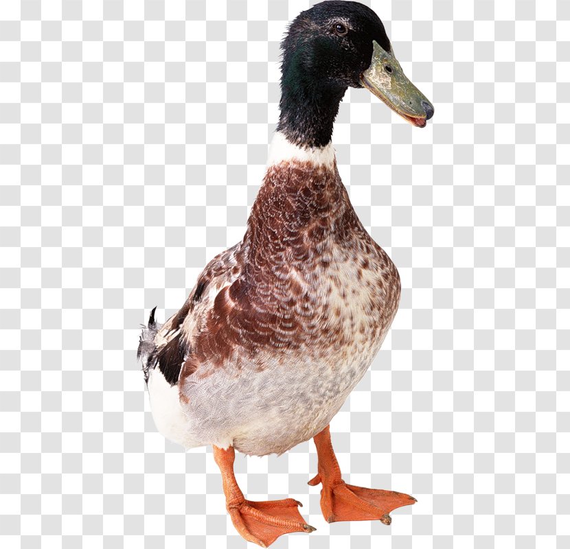 Duck Goose - Poultry Transparent PNG