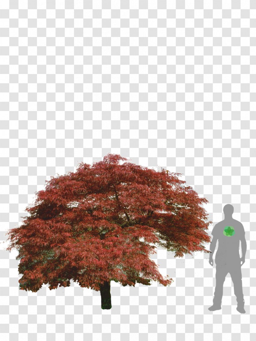 Maple Leaf Japanese Acer Japonicum Dissectum Tree - Weeping Willow Transparent PNG