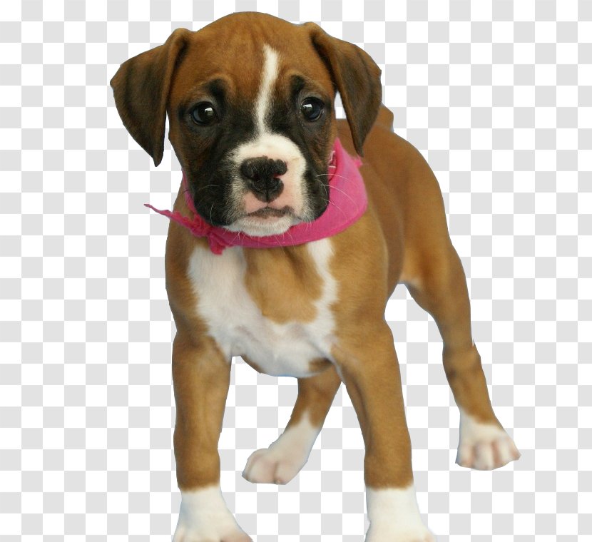Golden Retriever Boxer Bulldog Puppy - Dog Breed - Dogs Transparent PNG