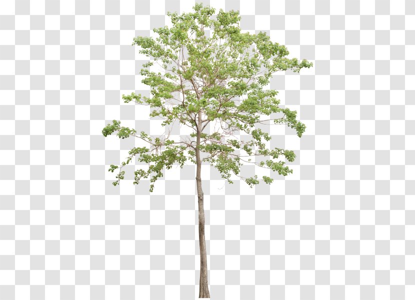 Tree Light - Plant Stem Transparent PNG
