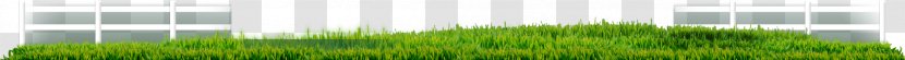 Desktop Wallpaper Grasses Sunlight Line Leaf - Agricultural Land Transparent PNG