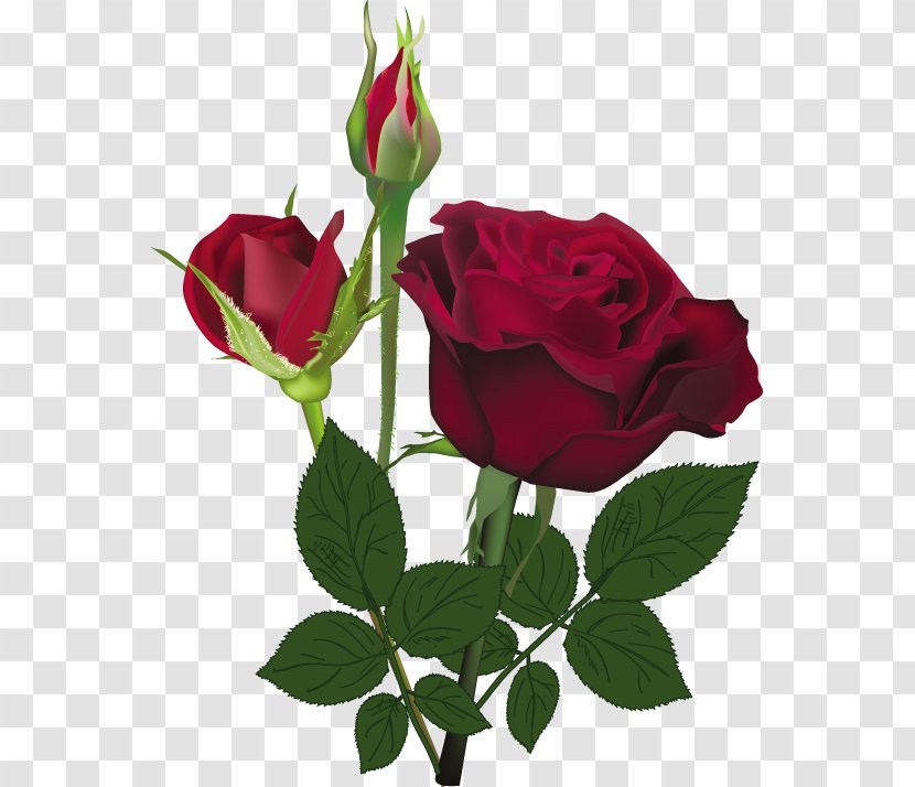 Rose Flower Red White - Seed Plant Transparent PNG