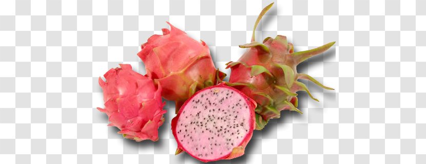 Pitaya White-fleshed Pitahaya Fruit Auglis Vegetable - Red Transparent PNG