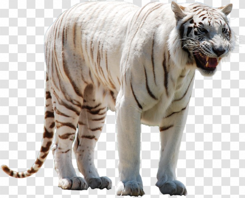White Tiger Clip Art - Fauna Transparent PNG
