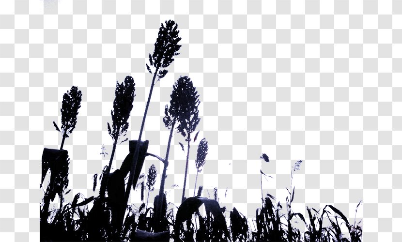 Broom-corn Silhouette - Commodity - Sorghum Transparent PNG