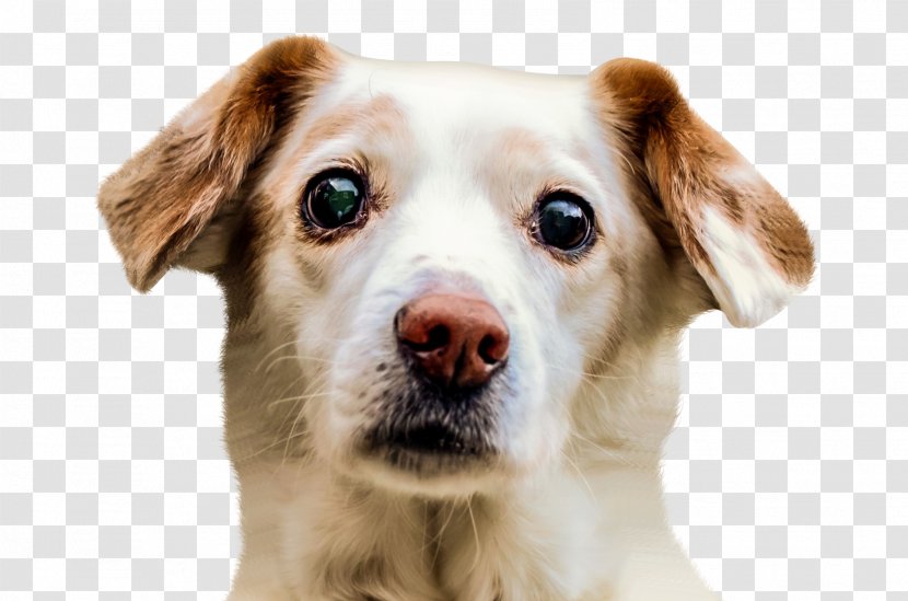 Border Collie Puppy Pet Sitting - Dog - Face Transparent PNG
