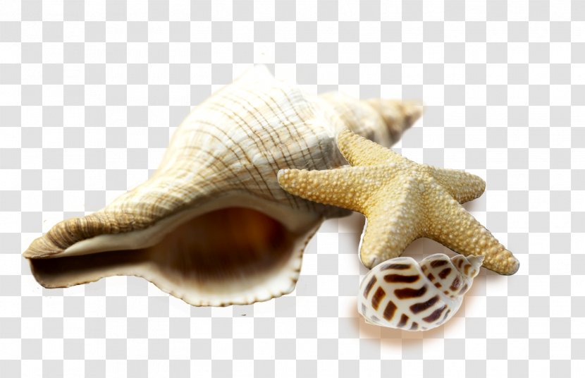 Seafood Seashell Sea Snail Conch Transparent PNG