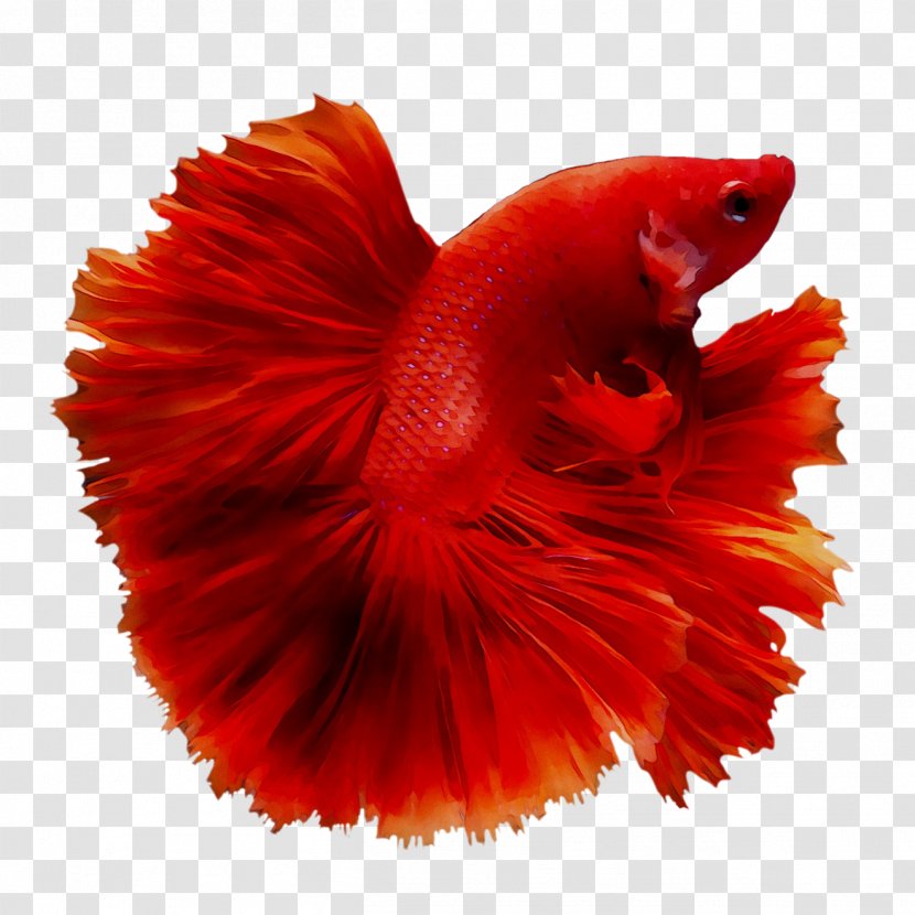 Siamese Fighting Fish Veiltail Drawing Red Orange/Transparent - Organism - Mouth Transparent PNG