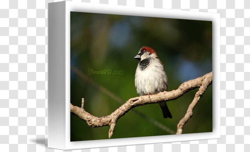 Finches Fauna Beak Feather - House Sparrow Transparent PNG