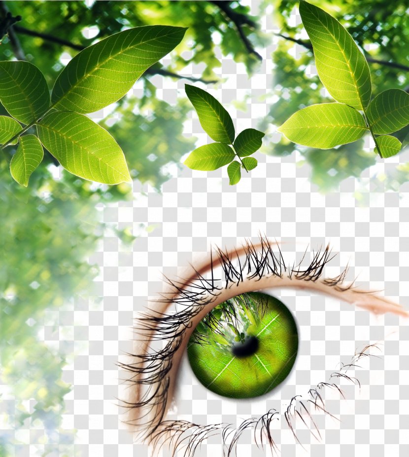 Human Eye Green Illustration - Leaf Background Pattern Transparent PNG
